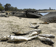 Aparecen decenas de peces muertos en el pantano de Valdesalor